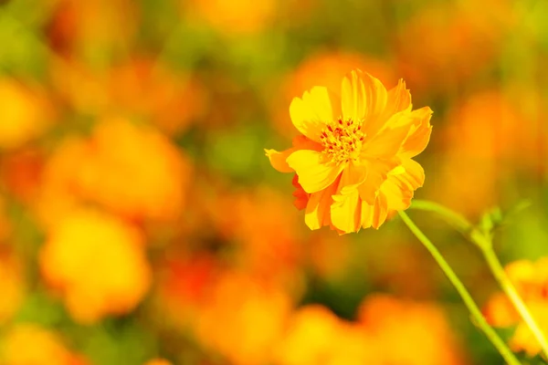 Květina Oranžová Kosmu Zahradě Zblízka — Stock fotografie