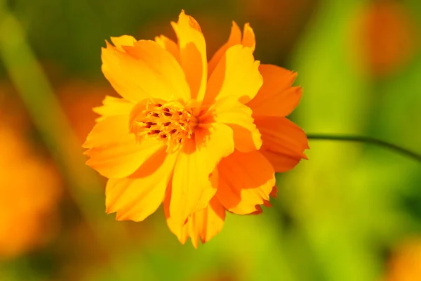 Cosmos Naranja Flor Jardín Cerca — Foto de Stock