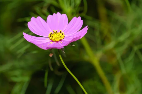 Růžový Kosmu Zahradní Oblasti Zblízka — Stock fotografie