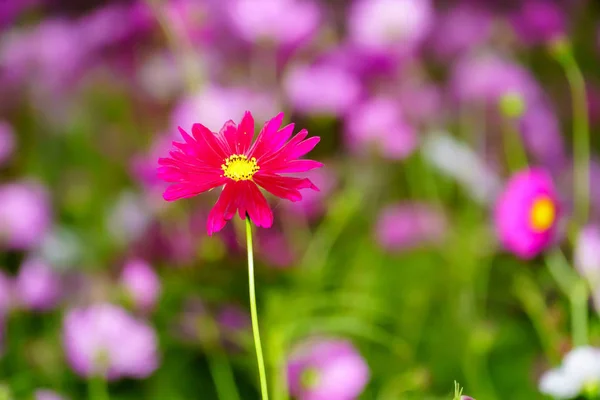 Cosmos Rose Sur Champ Jardin Gros Plan — Photo