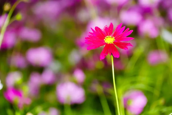 Cosmos Rose Sur Champ Jardin Gros Plan — Photo