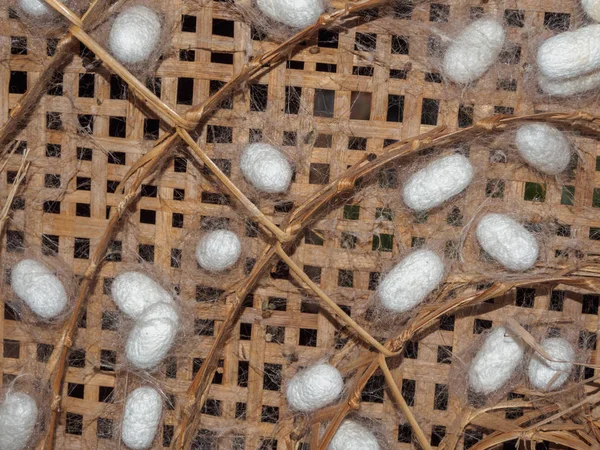 Λευκό Μετάξι Κουκούλια Σκουλήκι Στο Καλάθι — Φωτογραφία Αρχείου