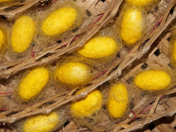 Casulos Bicho Seda Amarelo Cesta — Fotografia de Stock