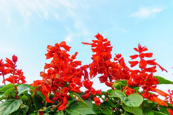 Röd Salvia Blommor Trädgården Med Blå Himmel Stockbild