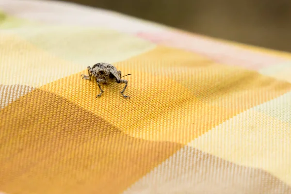 生地に少し茶色のゾウムシ甲虫をクローズ アップ — ストック写真