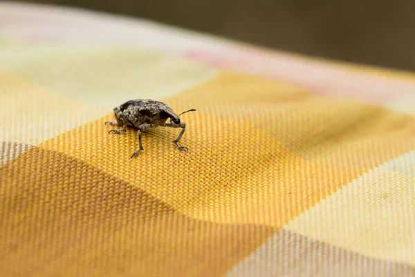 生地に少し茶色のゾウムシ甲虫をクローズ アップ — ストック写真