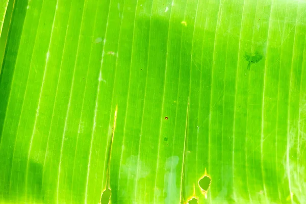 グリーン バナナ葉表面のテクスチャ背景 — ストック写真