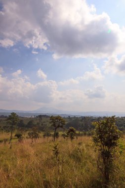 Bulutlu gökyüzü mavi ile yeşil savanna orman