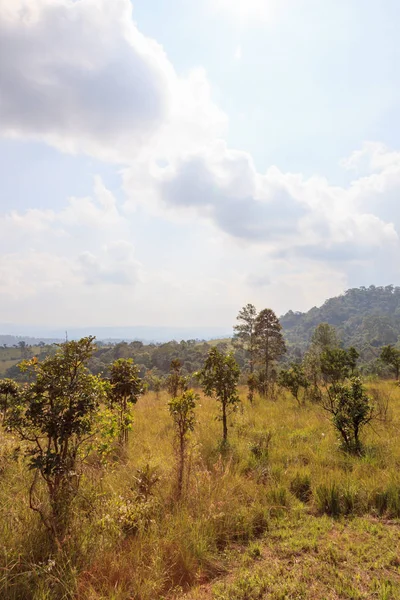 Floresta Savana Verde Com Céu Azul Nublado — Fotografia de Stock