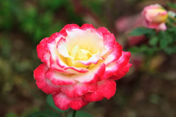 Pembe Beyaz Gül Yakın Çekim Bahçede — Stok fotoğraf