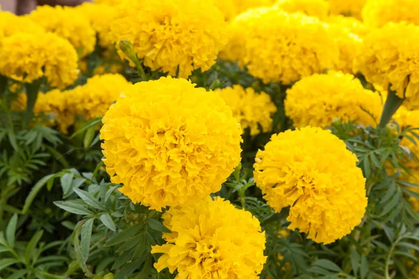 Marigold Kwiaty Ogrodzie Zbliżenie — Zdjęcie stockowe