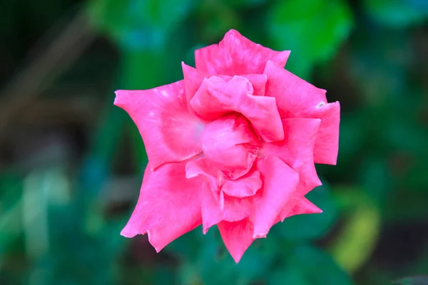 ピンクのバラが庭のクローズ アップ — ストック写真