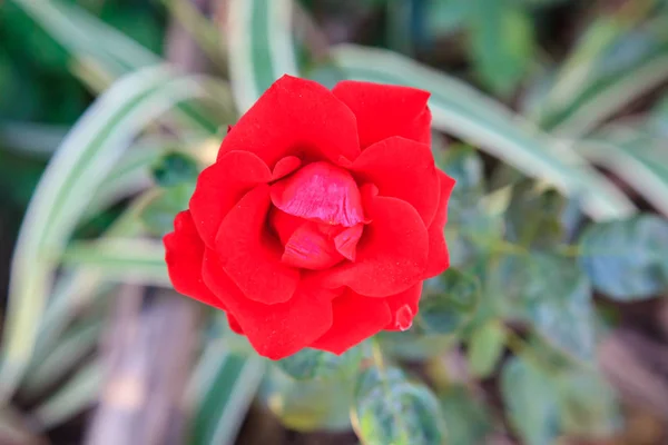 Rosa Rossa Vicino Giardino — Foto Stock