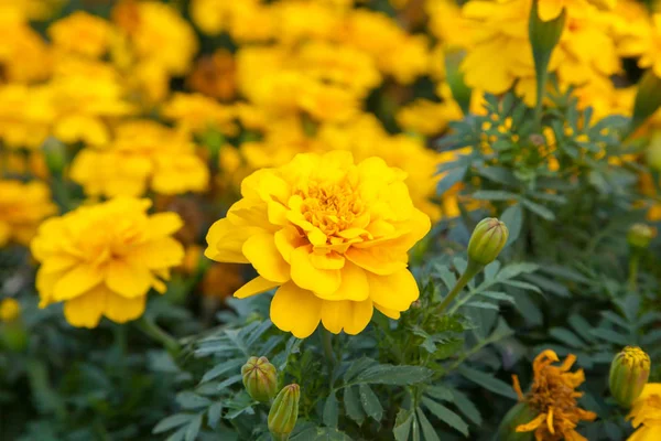 Marigold Kwiaty Ogrodzie Zbliżenie — Zdjęcie stockowe