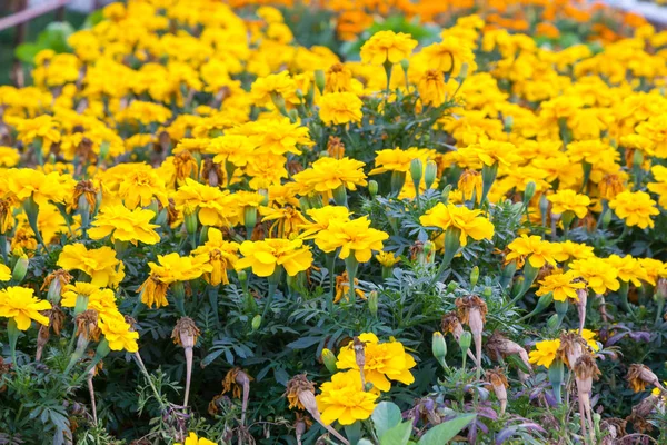 Желтые Цветы Садовом Поле — стоковое фото