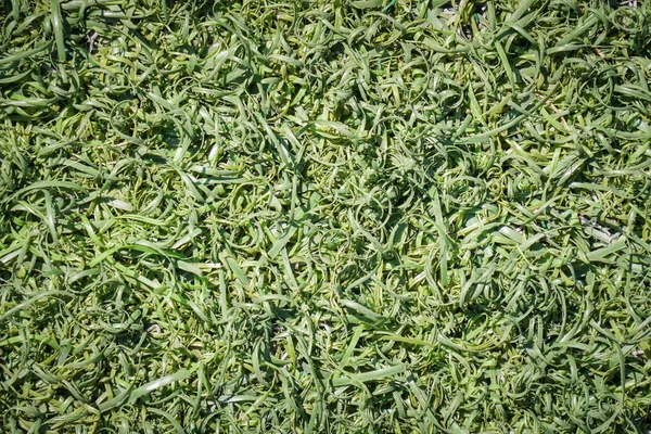 Groene Fake Gras Gras Oppervlaktetextuur Achtergrond — Stockfoto