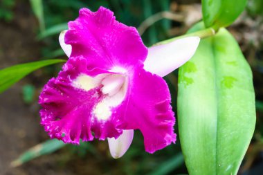 Mor orkide çiçek bahçesinde ağaç üzerinde Kapat