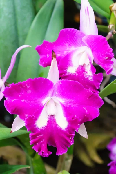 Close Van Paarse Orchidee Bloem Boom Tuin — Stockfoto