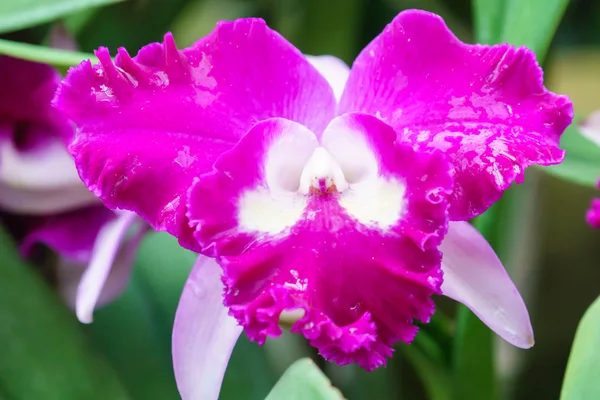 Flor Orquídea Púrpura Árbol Jardín Cerca — Foto de Stock