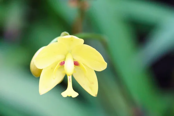 Žlutá Orchidej Spathoglottis Květiny Zahradě Zblízka — Stock fotografie