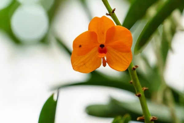 Gula Spathoglottis Orkidé Blomma Trädgården Närbild — Stockfoto