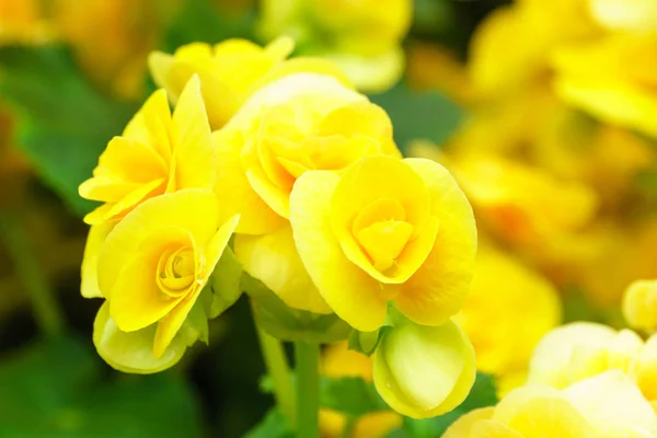 庭で自然の黄色のベゴニアの花 — ストック写真