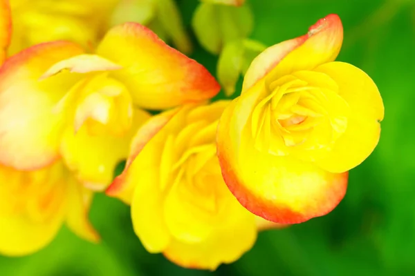 Natuurlijke Gele Begonia Bloem Tuin — Stockfoto
