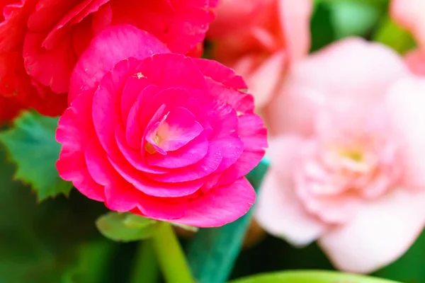 Flor Begonia Amarela Natural Jardim — Fotografia de Stock