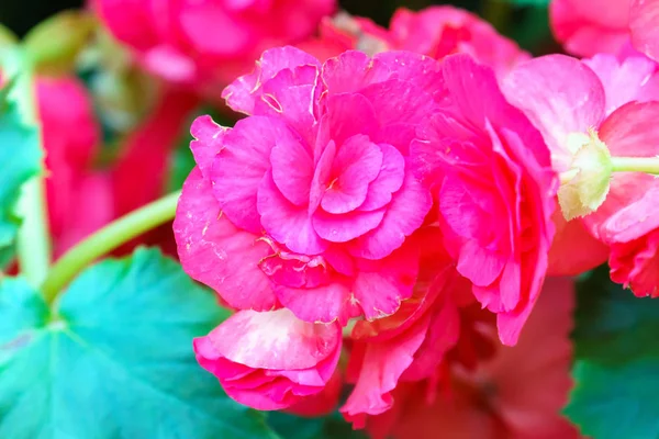 Doğal Sarı Begonia Çiçek Bahçesinde — Stok fotoğraf