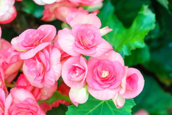 Natural Pink Begonia Flower Garden — Stock Photo, Image