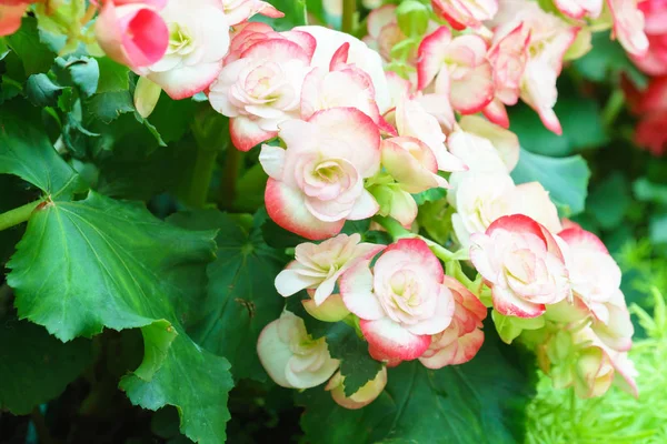 Naturligt Vit Rosa Begonia Blomma Trädgården — Stockfoto