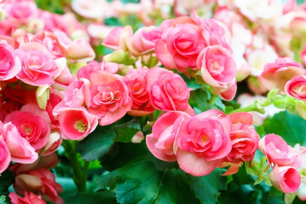 Natuurlijke Roze Begonia Bloem Tuin — Stockfoto