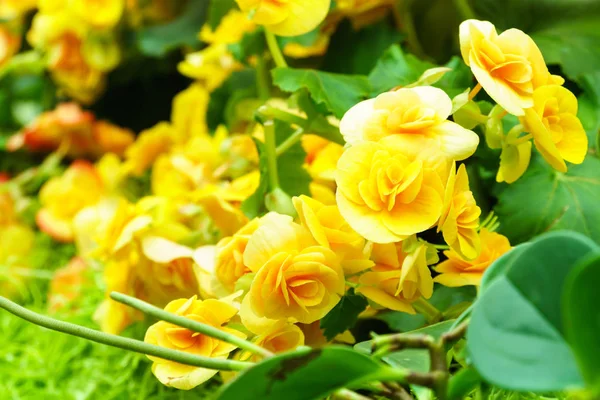 Naturalne Żółta Begonia Kwiaty Ogrodzie — Zdjęcie stockowe