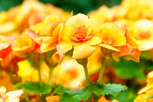 Φυσικό Κίτρινο Πορτοκαλί Μπιγκόνια Λουλούδι Στον Κήπο — Φωτογραφία Αρχείου