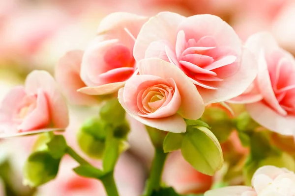Természetes Rózsaszín Begónia Virág Kertben — Stock Fotó