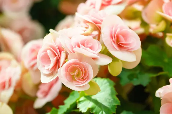 Flor Begonia Rosa Natural Jardim — Fotografia de Stock