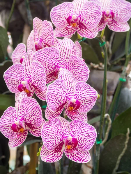 Flor Orquídea Phalaenopsis Púrpura Blanca Jardín — Foto de Stock