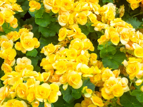 Natural Yellow Begonia Flower Garden — Stock Photo, Image
