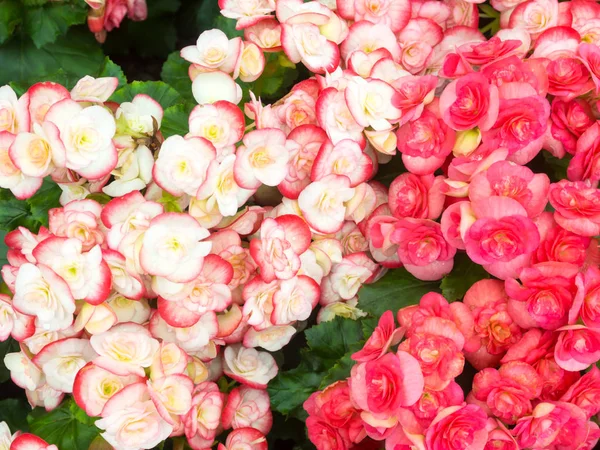 Φυσικό Ροζ Λευκό Μπιγκόνια Λουλούδι Στον Κήπο — Φωτογραφία Αρχείου