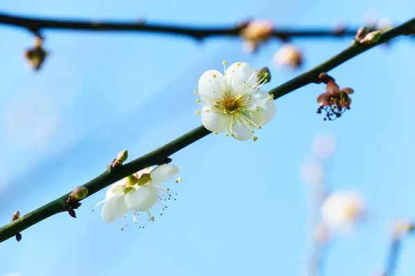 White Apricot Flower Blossom Blue Sky Background — Stock Photo, Image