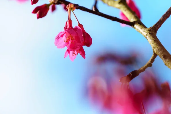 Pink Sakura Blossom Kwiat Niebieski Niebo Tle — Zdjęcie stockowe