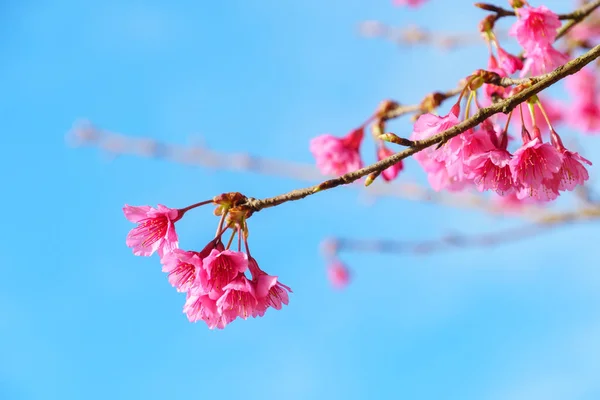 Sakura Růžová Květ Květ Modrou Oblohou Pozadí — Stock fotografie