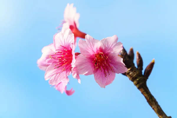 Ροζ Sakura Άνθος Λουλουδιών Μπλε Του Ουρανού Στο Παρασκήνιο — Φωτογραφία Αρχείου