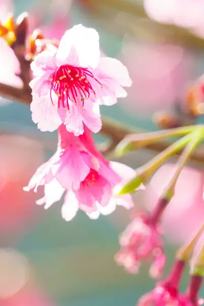 Flor Sakura Rosa Flor Árvore Perto — Fotografia de Stock