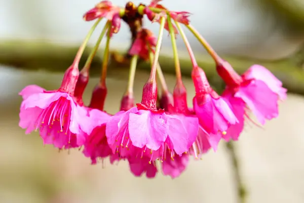 Pink Sakura Blossom Kwiat Drzewo Bliska — Zdjęcie stockowe