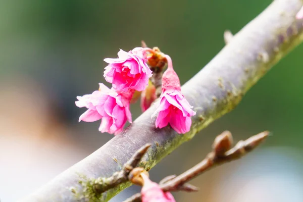 Ροζ Sakura Άνθος Λουλούδι Στο Δέντρο Κοντινό Πλάνο — Φωτογραφία Αρχείου