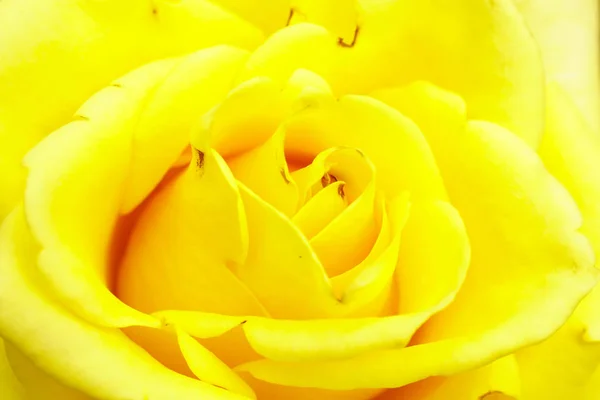 Yellow Rose Close Detail Background Texture — Stock Photo, Image