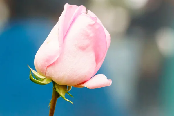 Rose Rose Sur Arbre Dans Jardin Gros Plan — Photo