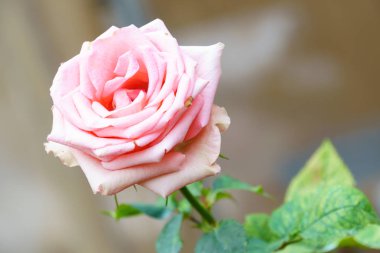 pembe Gül bahçesinde ağaç üzerinde kapat