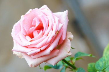 pembe Gül bahçesinde ağaç üzerinde kapat